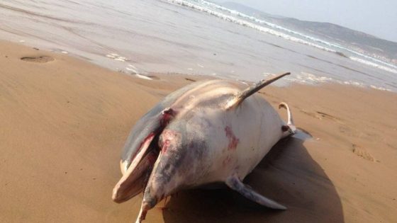 شاطئ أكادير يلفظ دلفينًا نافقًا